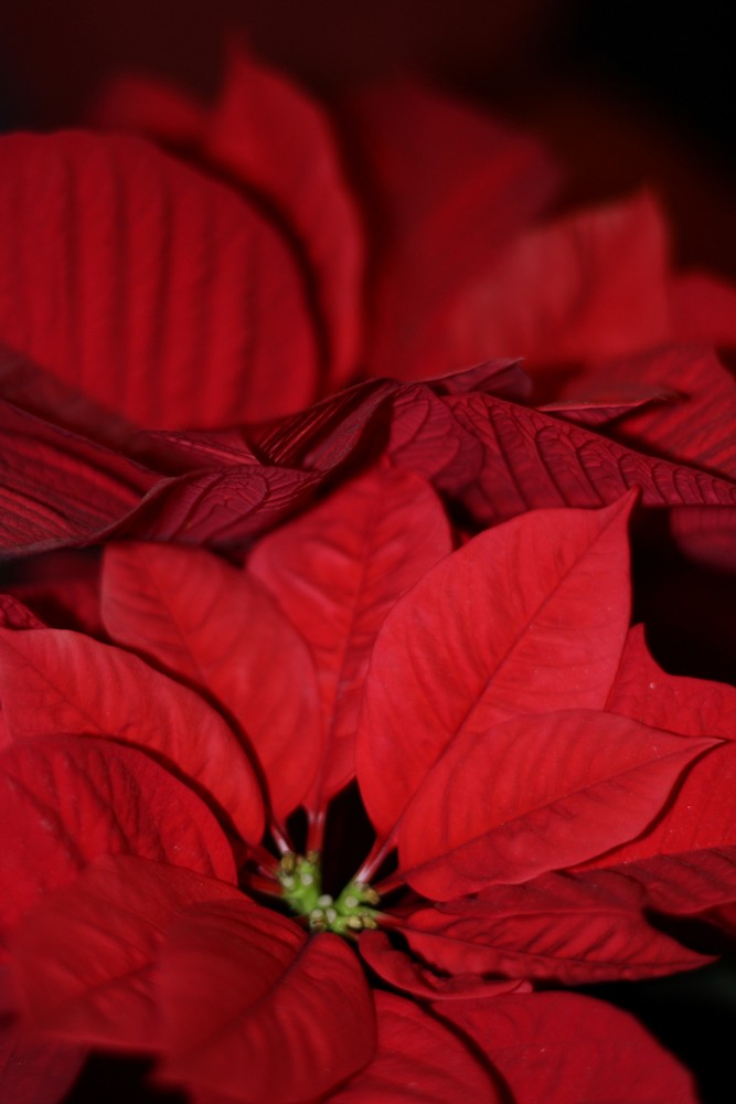 flor de pascua