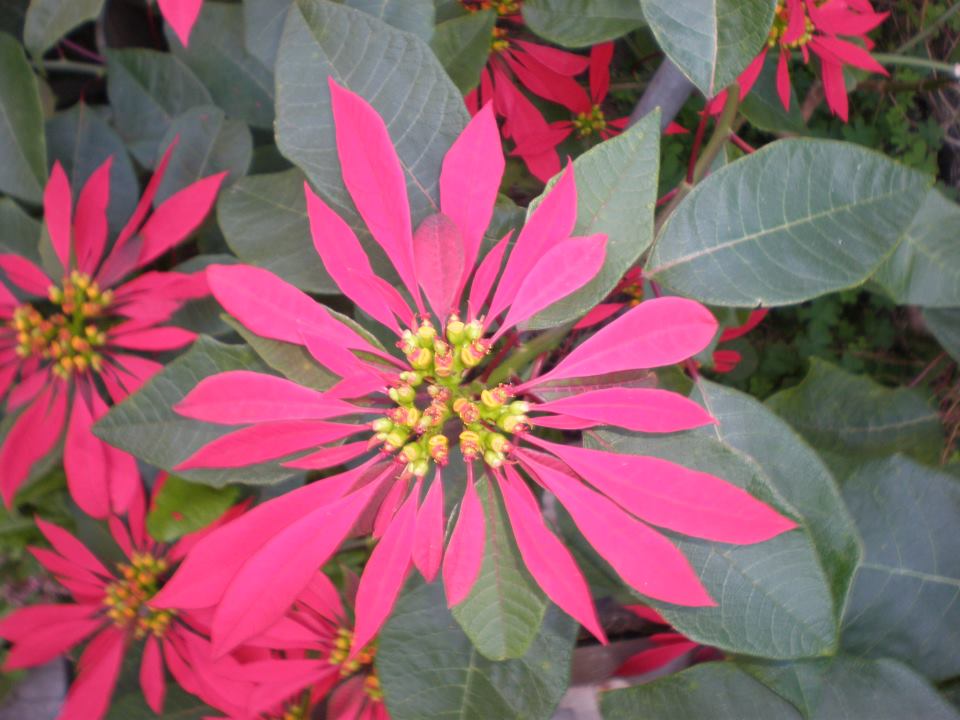 Flor de pascua.