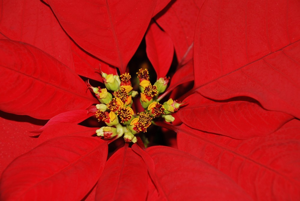 Flor de pascua