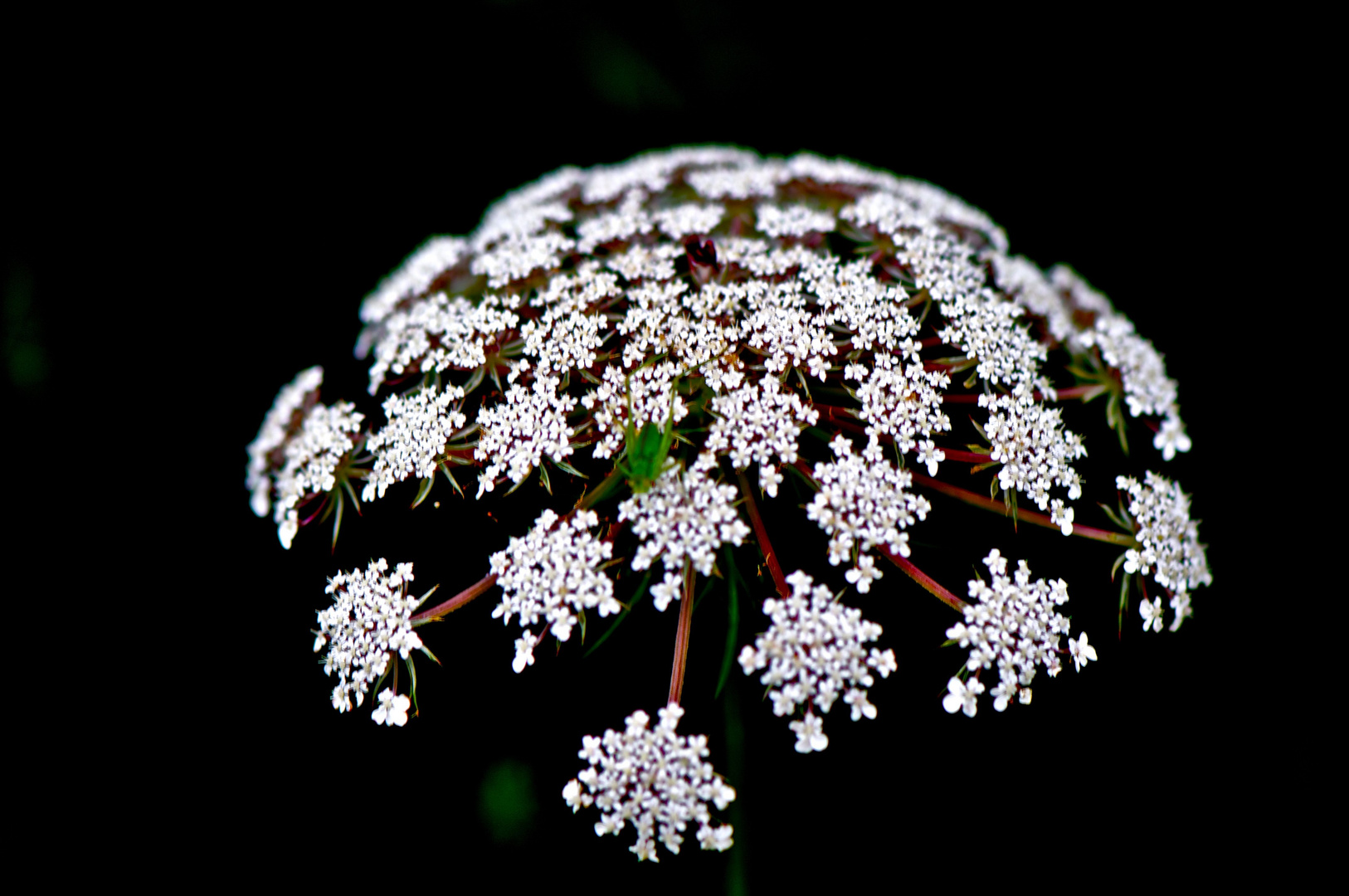 Flor de pensamiento