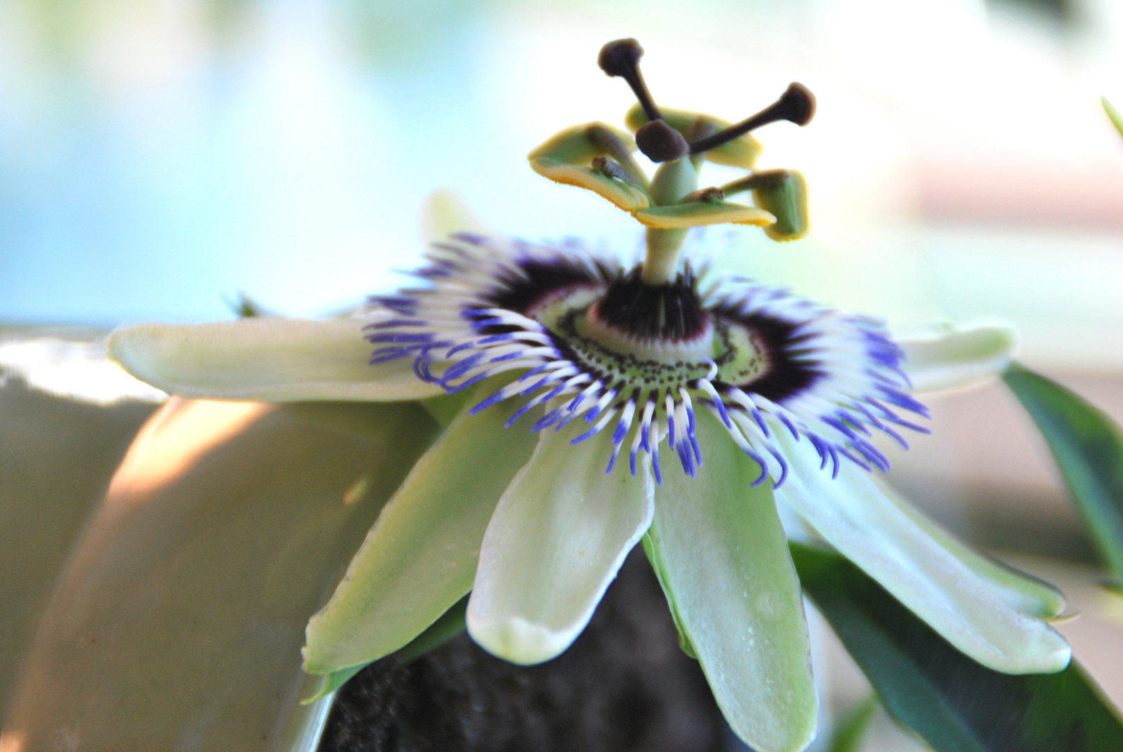 flor de perfil