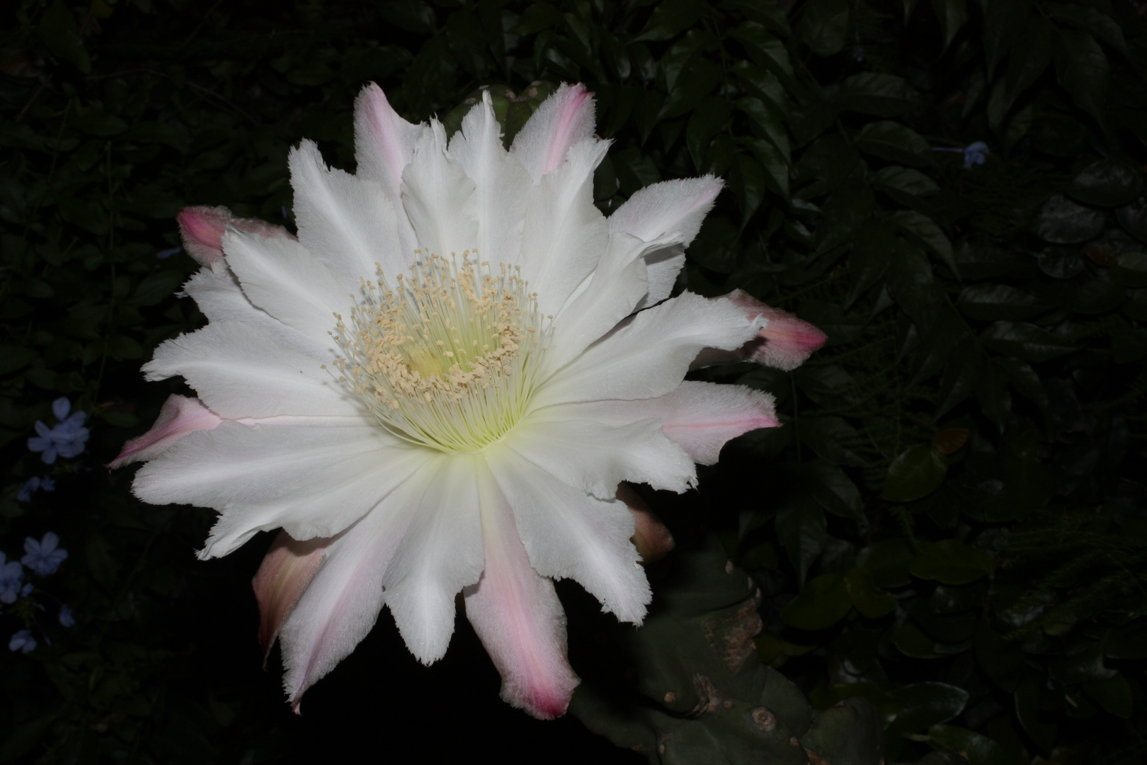 flor de perolo