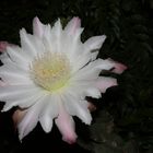 flor de perolo