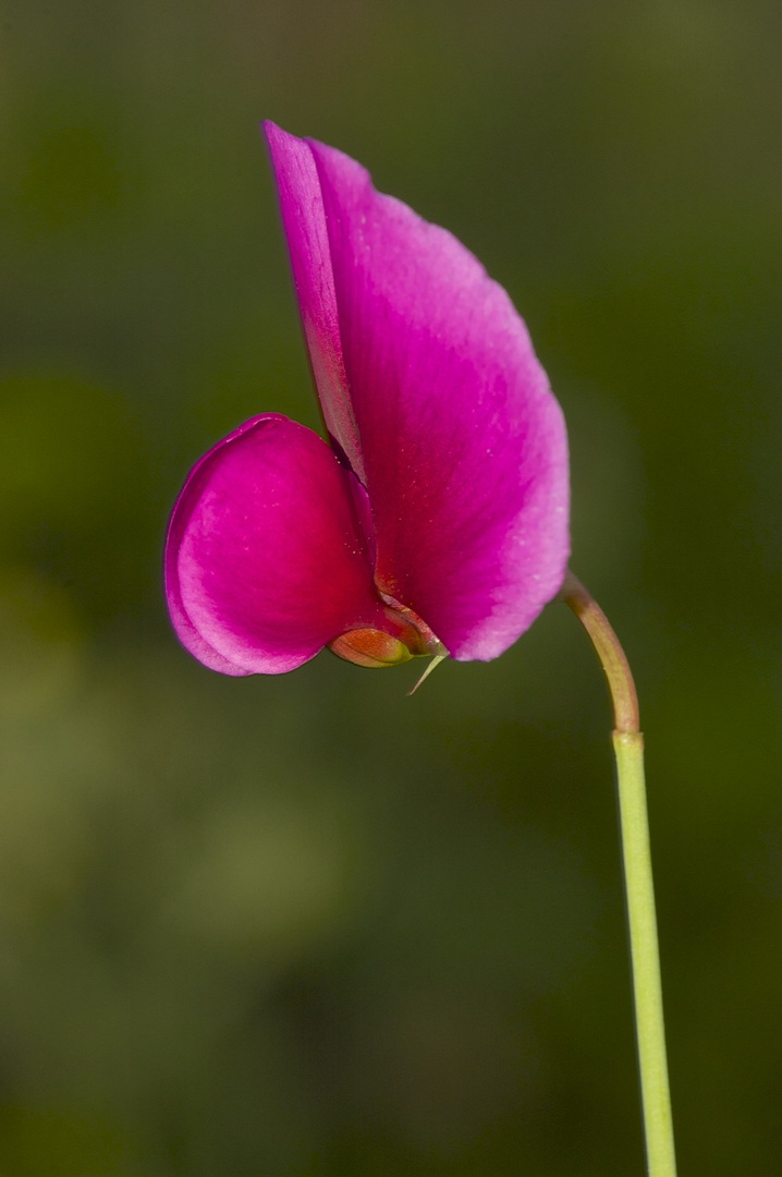 Flor de pèsol silvestre