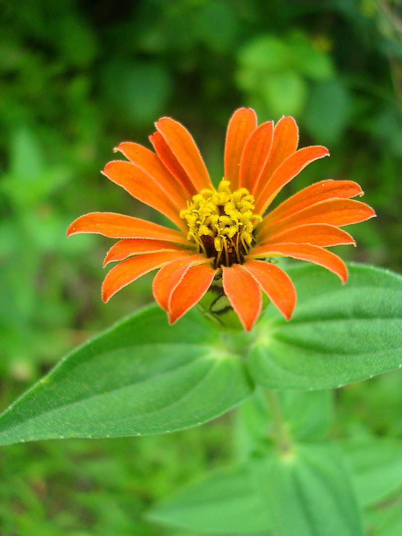 flor de pétalos naranja