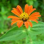 flor de pétalos naranja