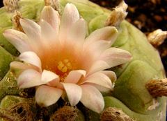 Flor de Peyote