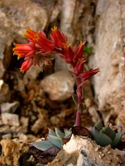 Flor de Piedra Caliza