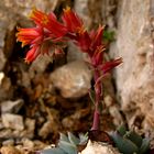 Flor de Piedra Caliza