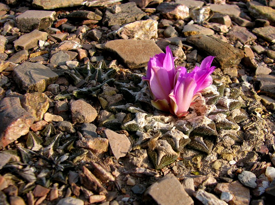 Flor de Piedras