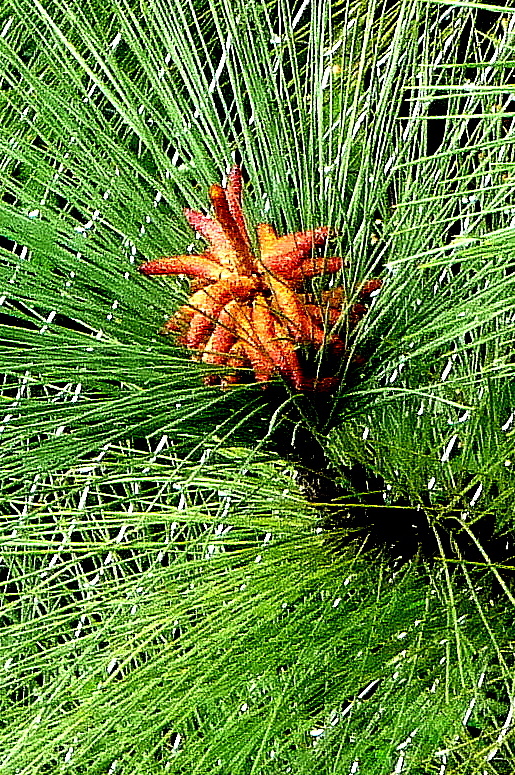 Flor de pino