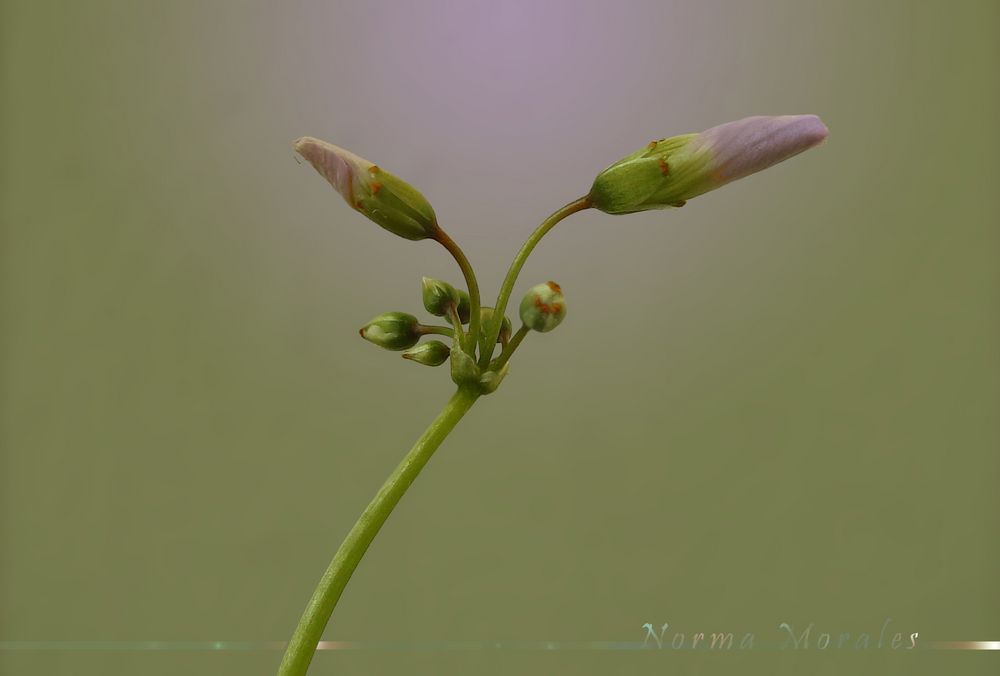 Flor de piquito