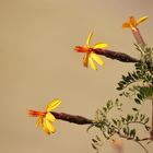 Flor de Pisac