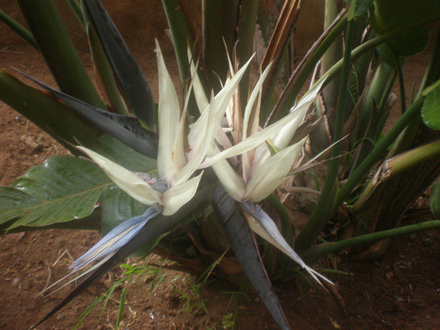 Flor de platanera de adorno. Imagen & Foto | pflanzen, naturaleza Fotos