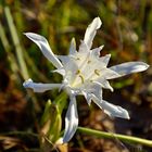 FLOR DE PLAYA