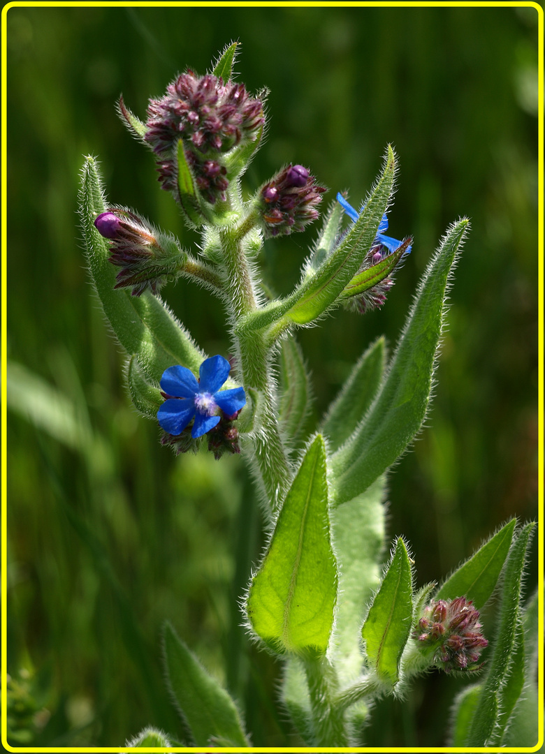 Flor de prado