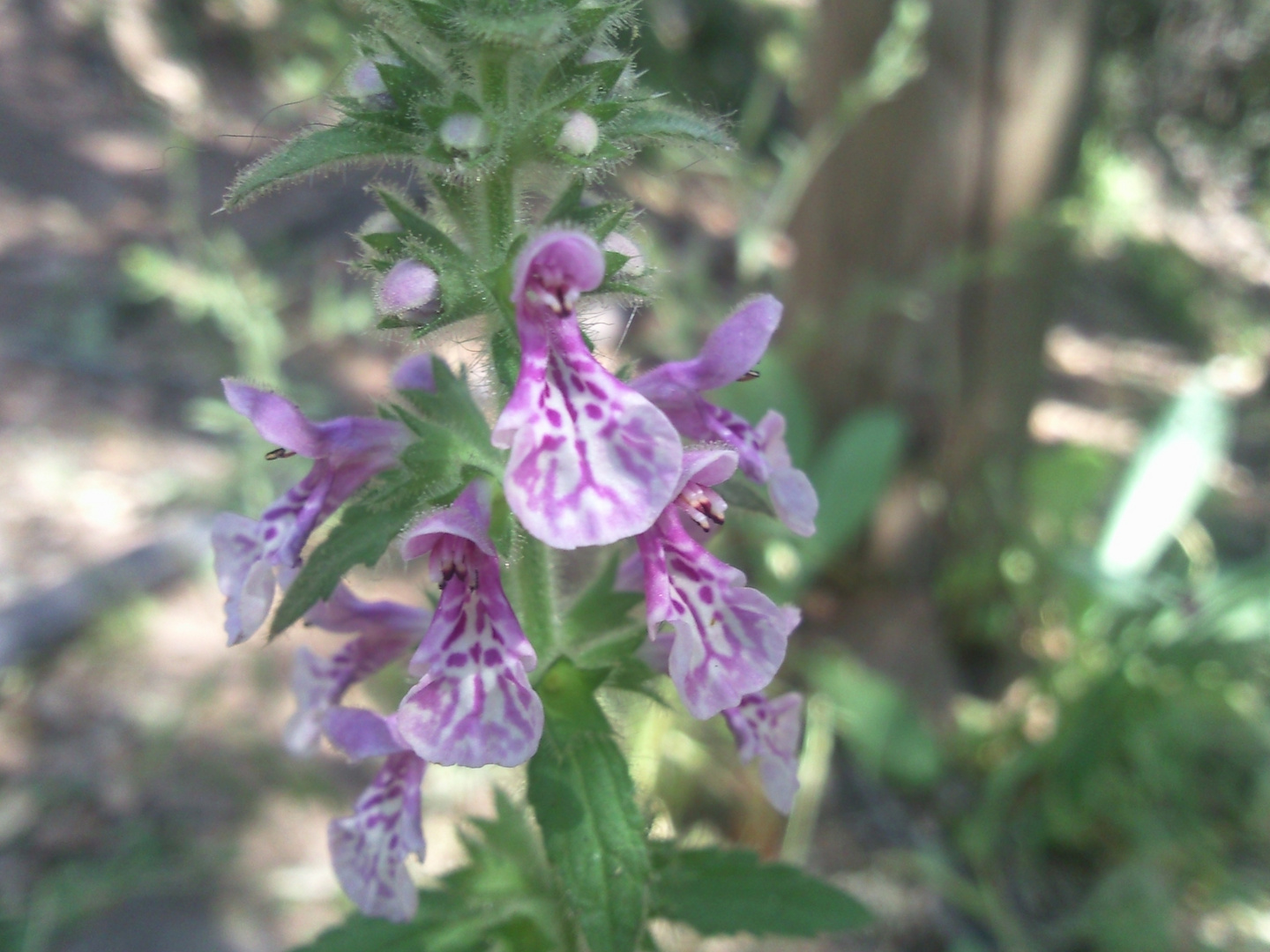 Flor de precordillera