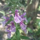 Flor de precordillera