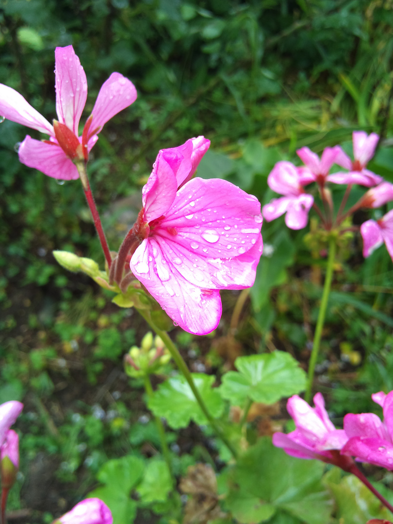 flor de primavera