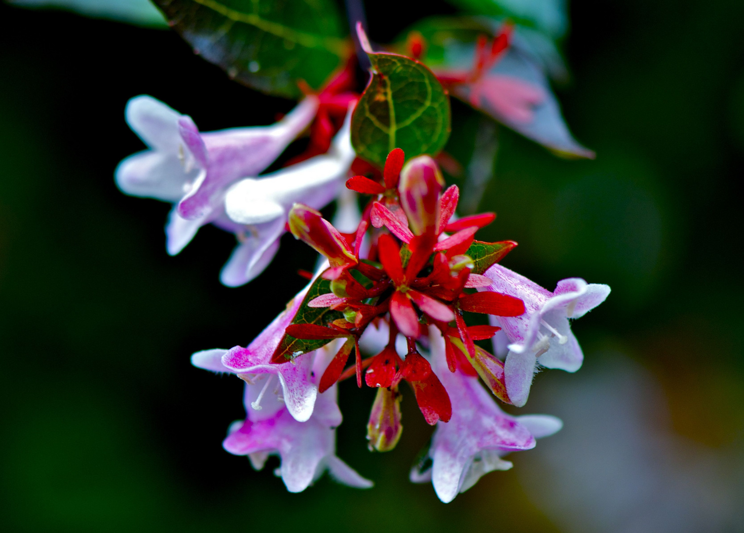 Flor de Primavera