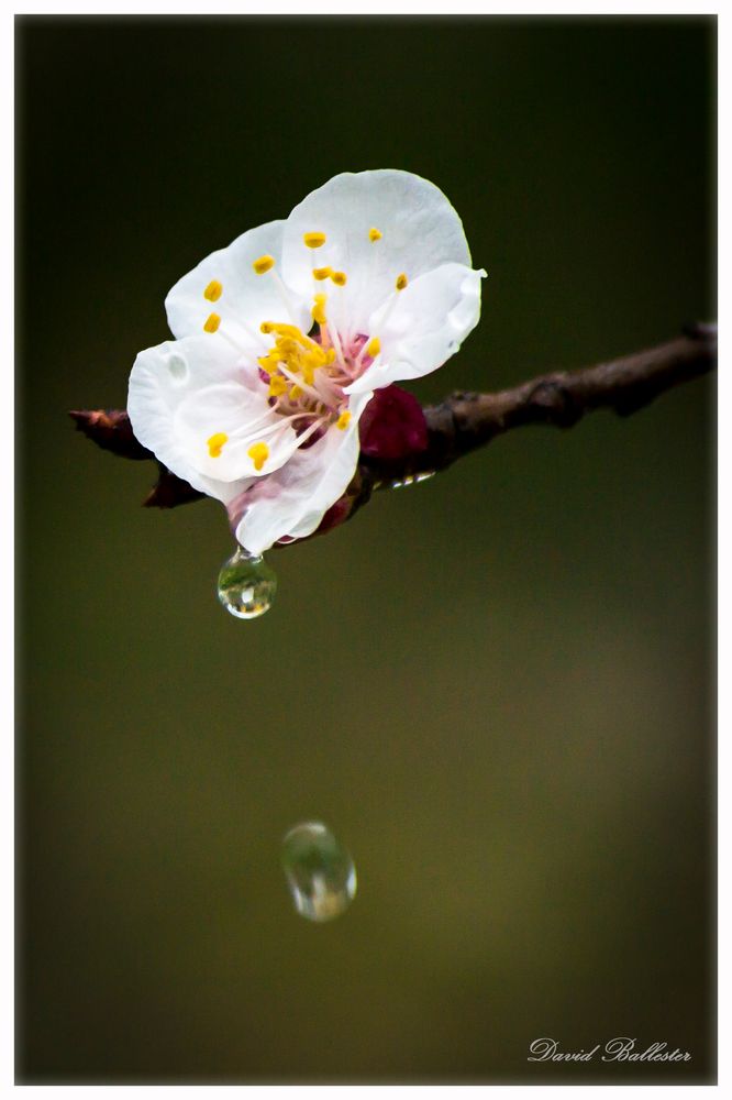 Flor de Primavera