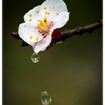 Flor de Primavera