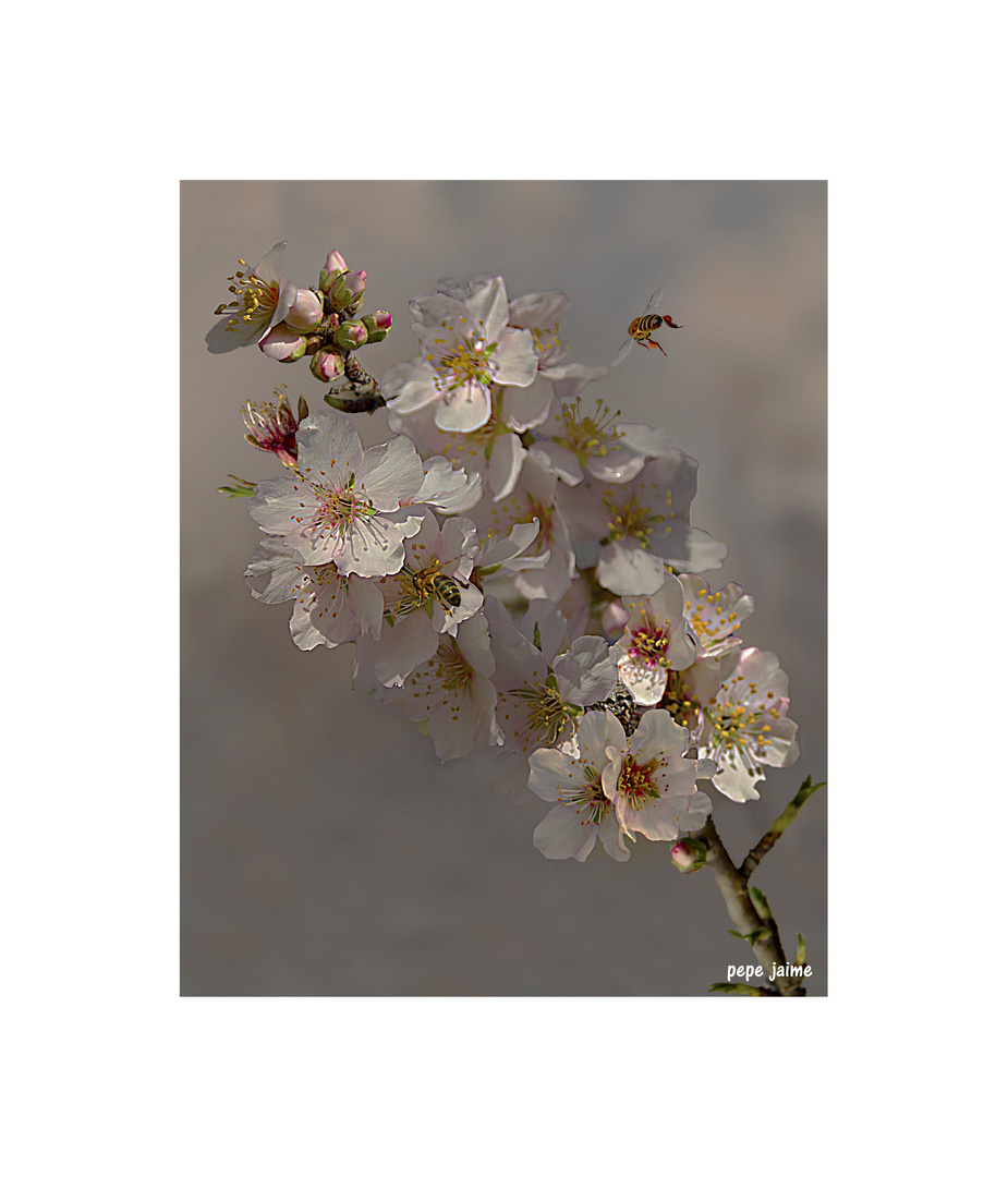 ¿Flor de primavera....?