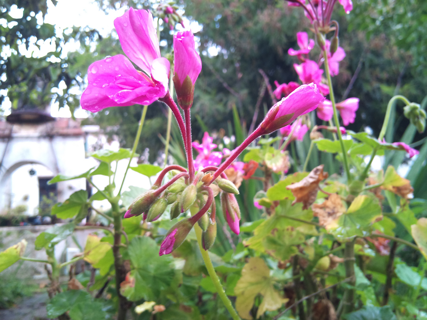 flor de primavera con rocio