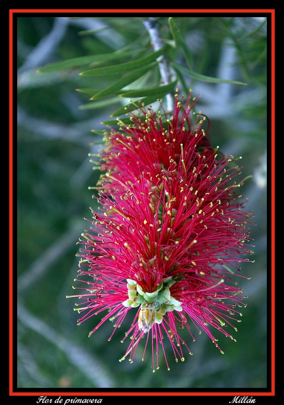 Flor de primavera