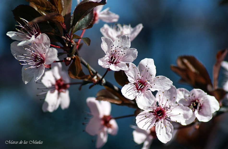 ...Flor de Pruno...