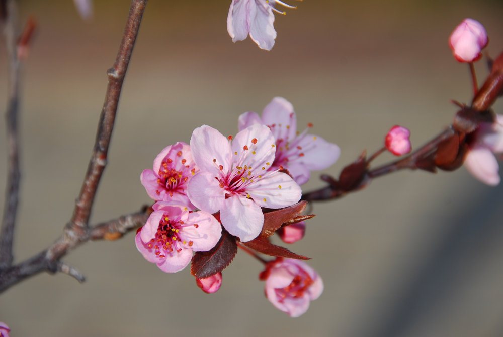 Flor de prunus.