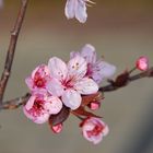 Flor de prunus.