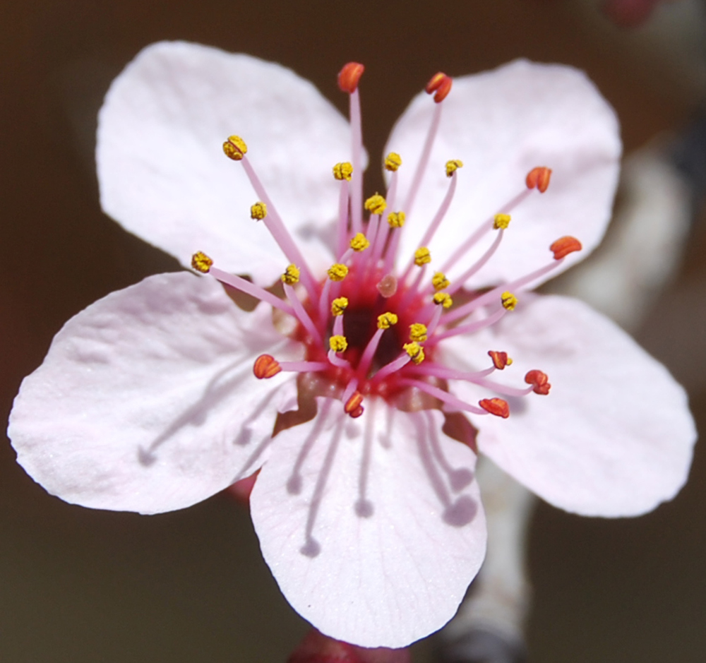 Flor de Prunus