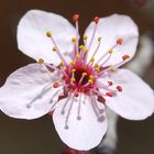 Flor de Prunus