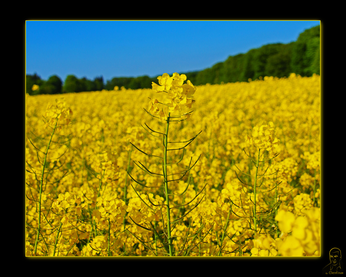 Flor de Raps