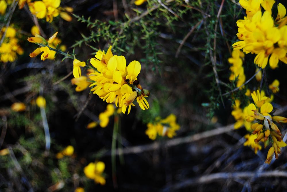 Flor de rocio by Pachona 