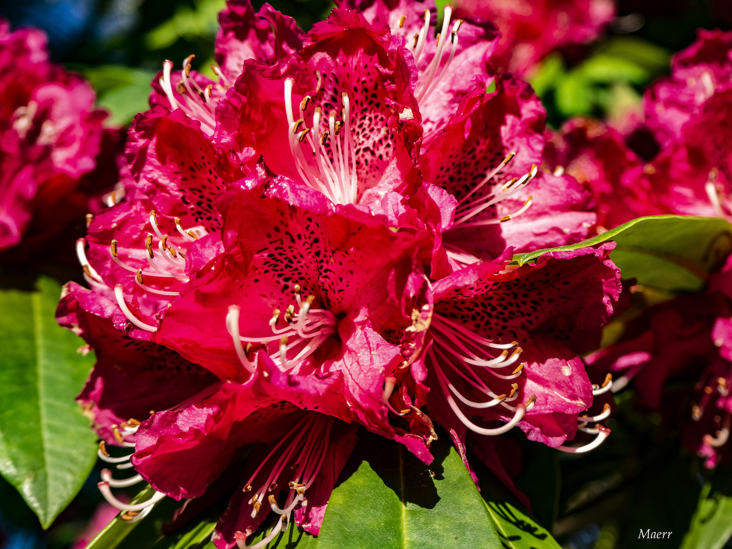 Flor de rododendro