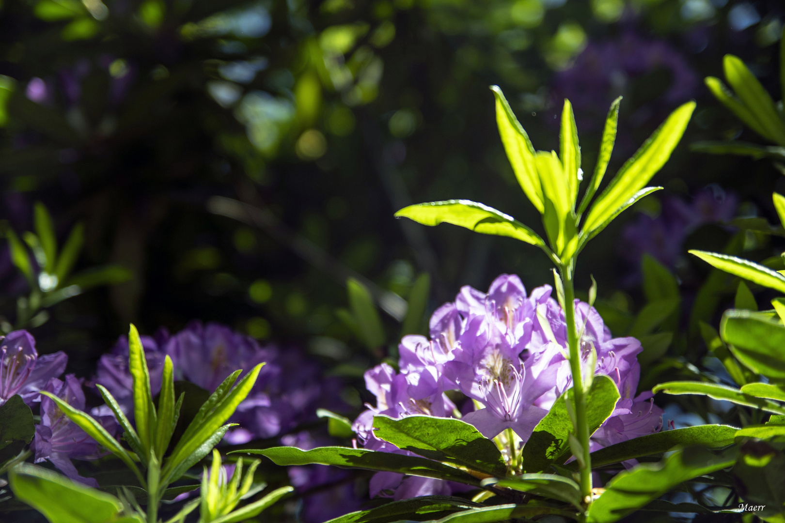 Flor de Rododendro