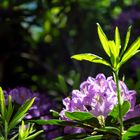 Flor de Rododendro