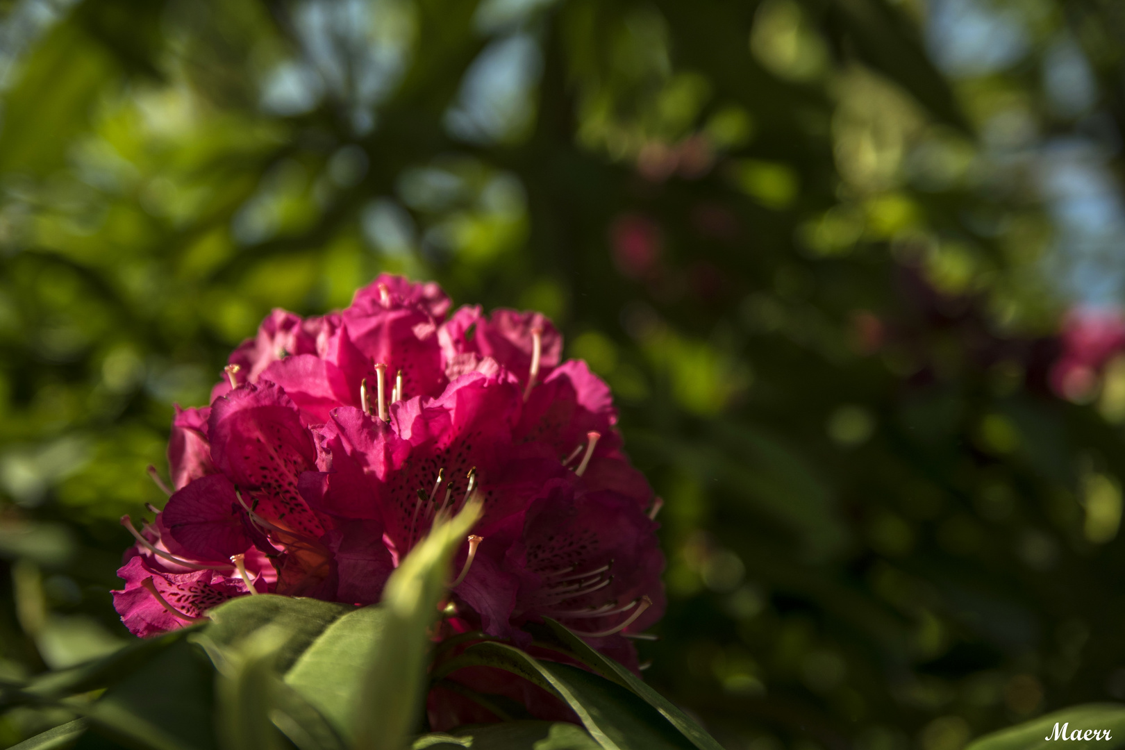 Flor de rododendro