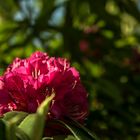 Flor de rododendro