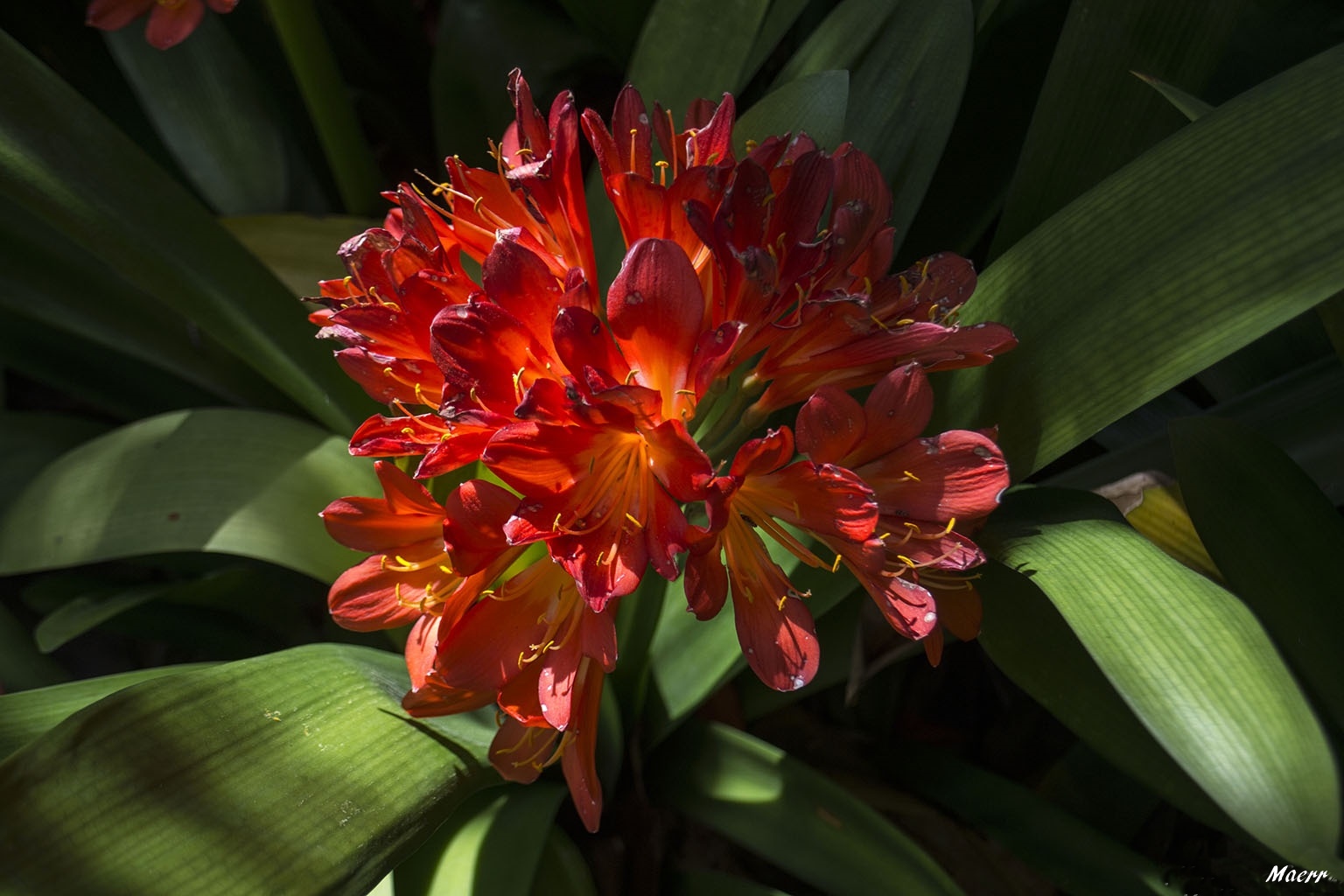 Flor de rododendro