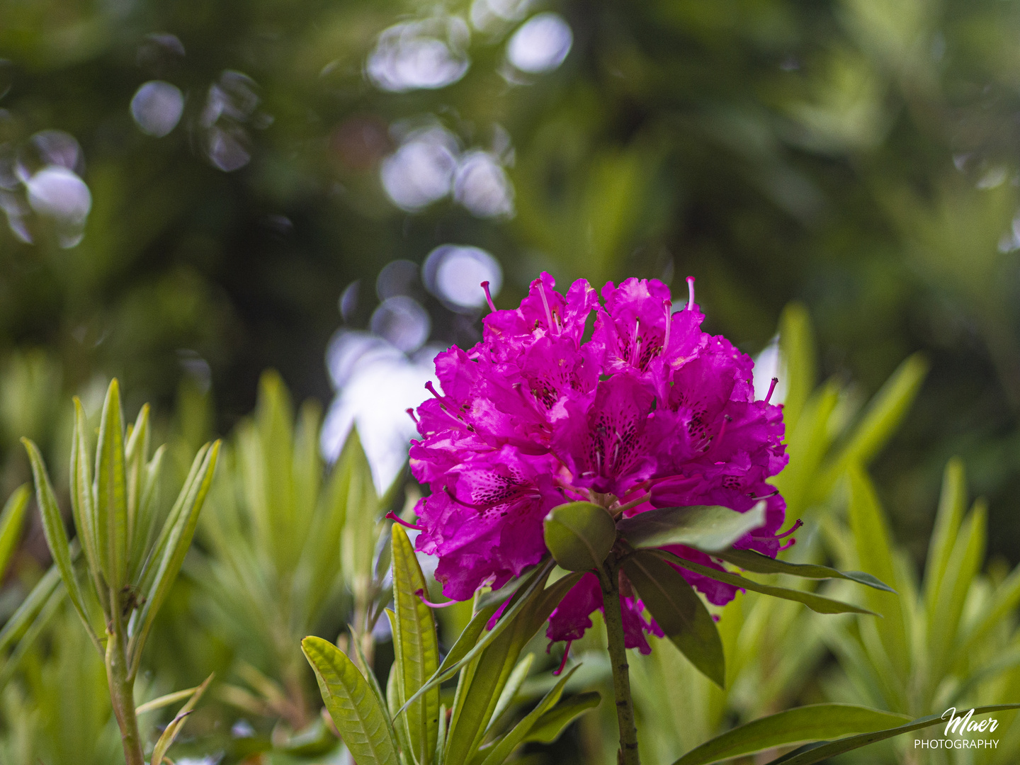 Flor de rododendro.