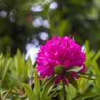 Flor de rododendro.