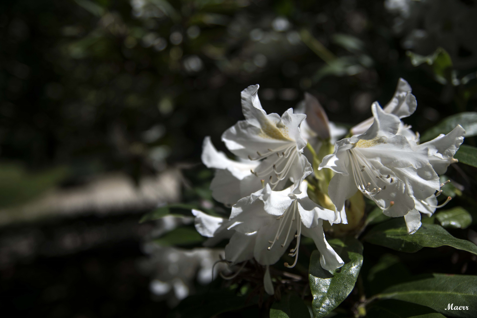 Flor de rododendro blanca