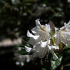 Flor de rododendro blanca