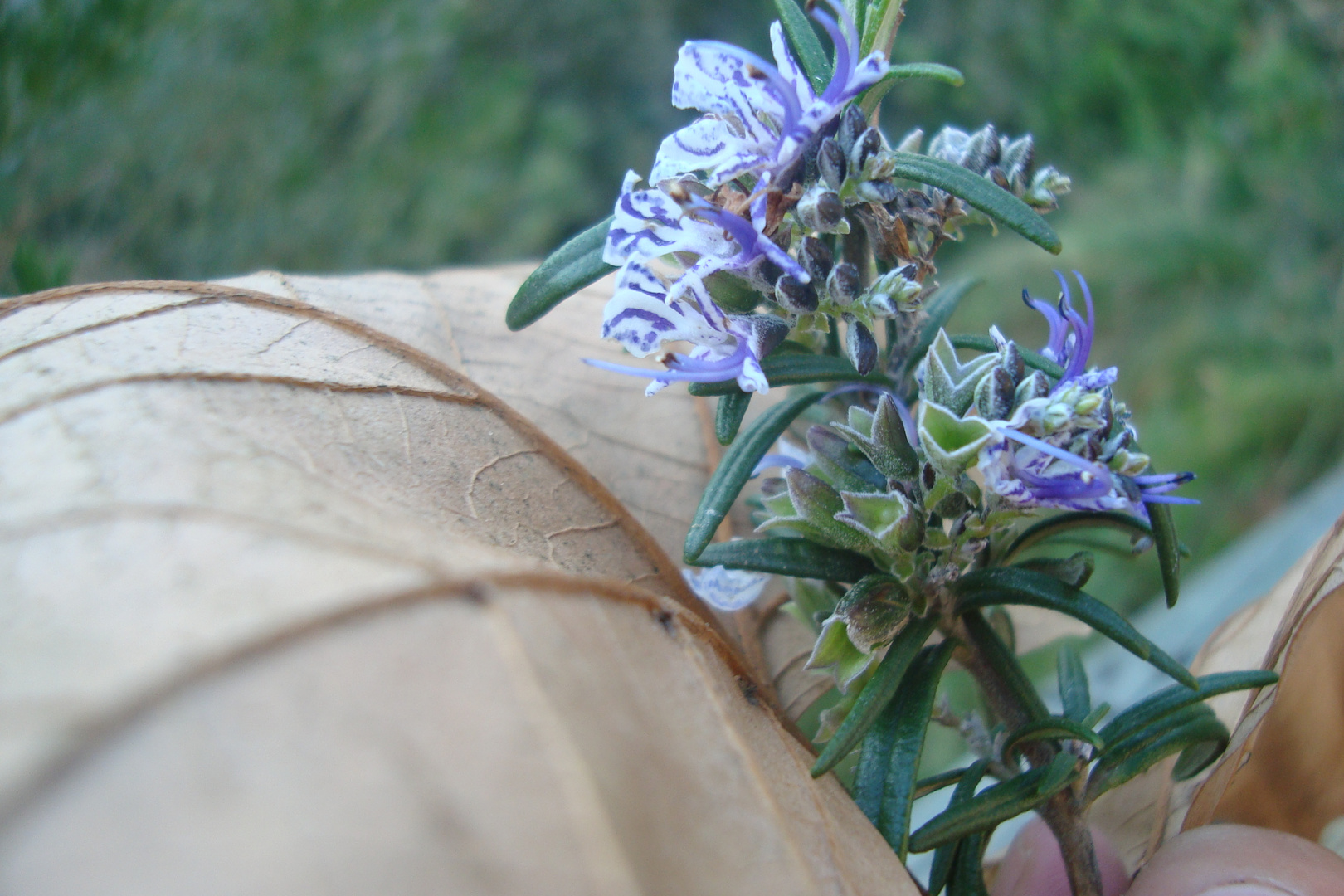 FLOR DE ROMERO