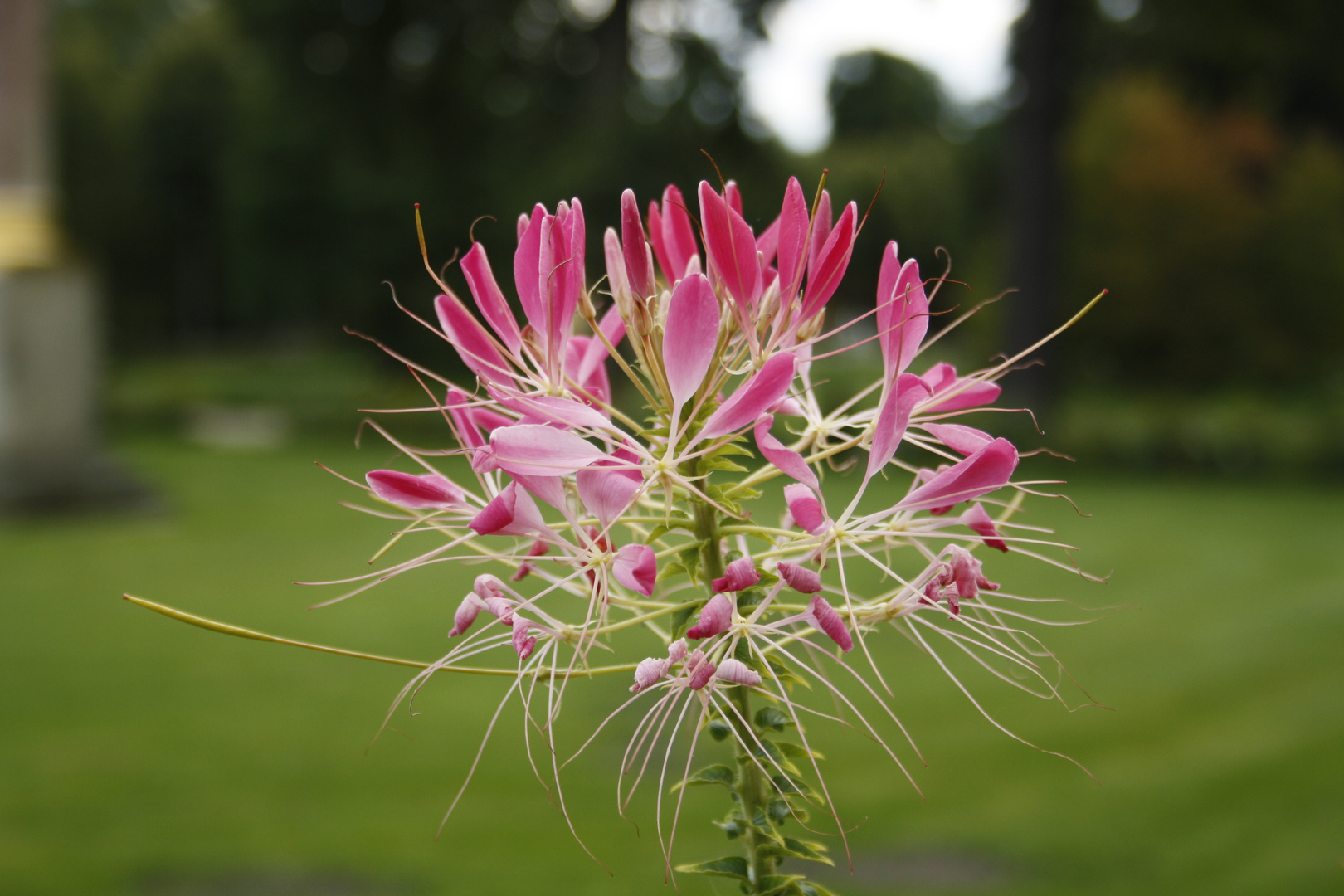 Flor de Sanssouci