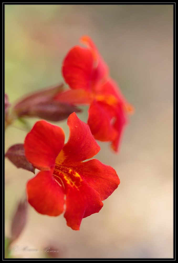 Flor de Satanás