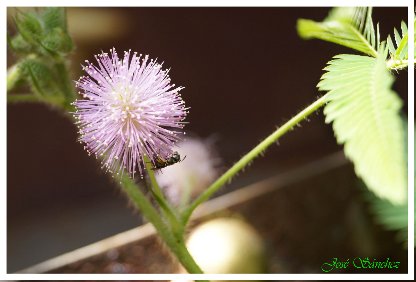 Flor de Sensitiva